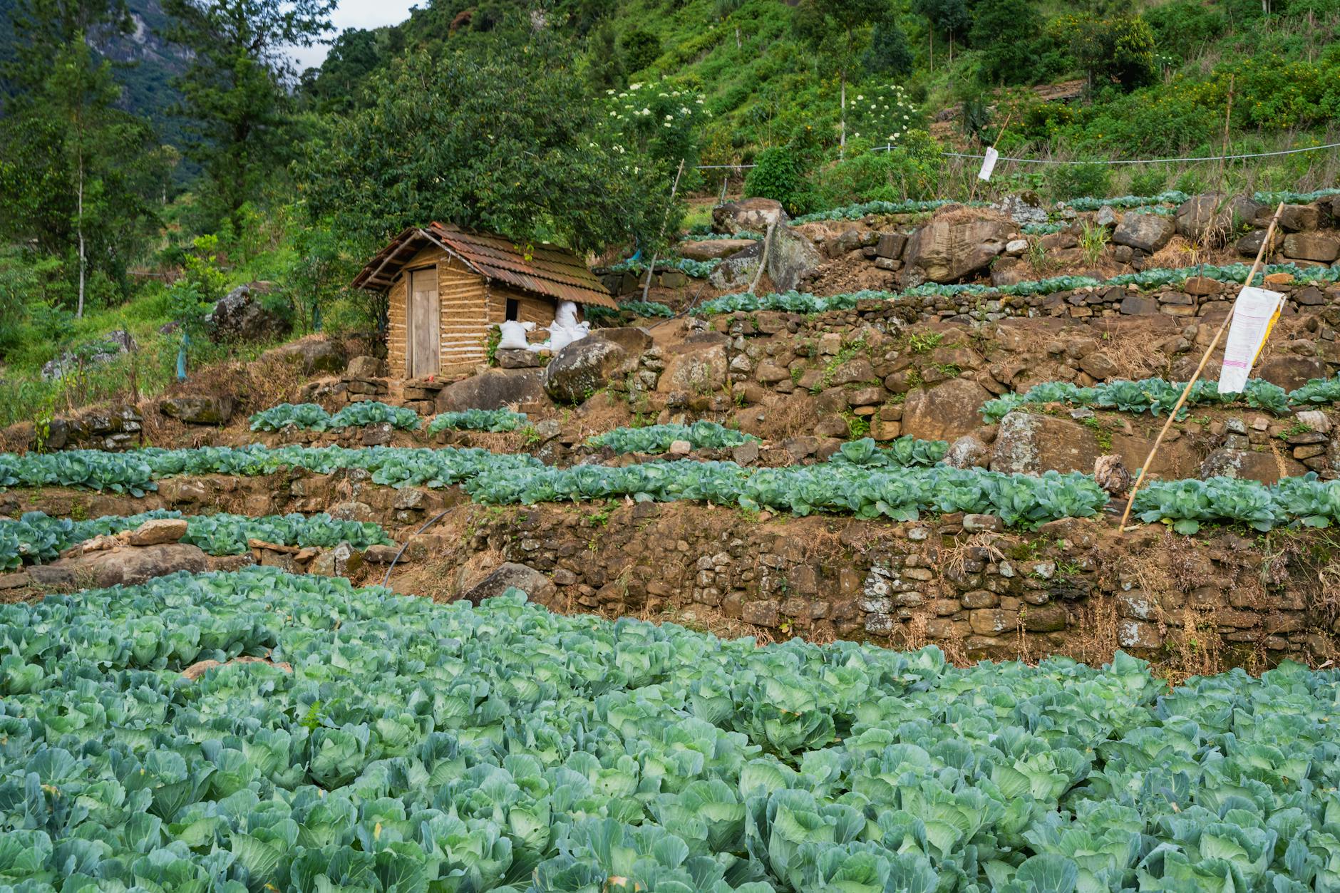 Tarasowe pola kapusty na zboczu wzgórza w wiejskim krajobrazie Sri Lanki